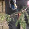 66-3-2-1_tree1 66-3-2-1_tree1